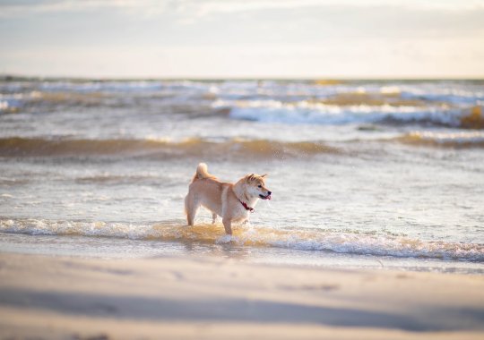 Az Olaszország legjobb kutyabarát strandjai